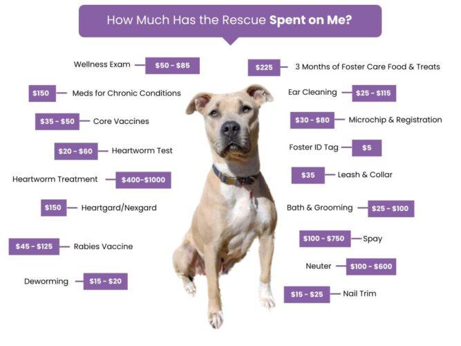 Adoption Fees Wags Rescue