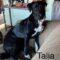 Talia Talbot