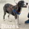 Blaze Wags