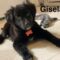 Gisela Pup 6 Pawsquad