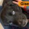 Gisela Pup 6 Pawsquad