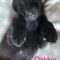 Oaklyn Anne Wags