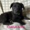 Oaklyn Anne Wags