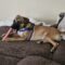 Briar Marcum Pawsquad