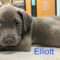 Elliott Wags