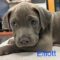 Elliott Wags