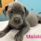 Mialata Wags
