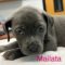 Mialata Wags