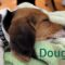 Dougal Society