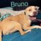 Bruno Bear Philly