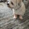 Meeko Wags