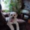 Meeko Wags