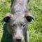 Stella Wags
