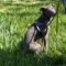 Stella Wags