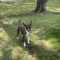 Jack Aruba Wags