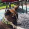 Jack Aruba Wags