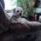 Meeko Wags