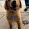 Solomon Wags