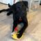 Howie Houd Roscoe