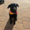 Howie Houd Roscoe