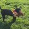 Howie Houd Roscoe