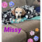 Missy Hall Talbot