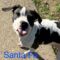 Santa Fe Skillet Denny 3 Roscoe