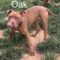 Oak Tree Roscoe