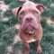 Oak Tree Roscoe