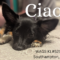 Ciao Society