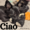 Ciao Society