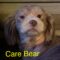 Care Bear Philly