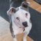 Roxie Christine Pawsquad