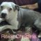 Roxie Christine Pawsquad