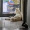 Atlas Pawsquad