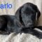 Carlo Rizzi Pawsquad