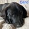 Carlo Rizzi Pawsquad