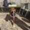 Lilly The Beautiful Wags