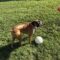 Lilly The Beautiful Wags