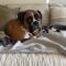 Lilly The Beautiful Wags