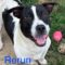 Rerun Roscoe