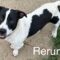 Rerun Roscoe