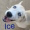 Ice Philly