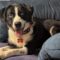 Happy Maggie May Pawsquad