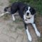 Happy Maggie May Pawsquad
