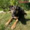 Eierlikor Pawsquad