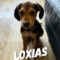 Loxias Greek Pawsquad