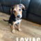 Loxias Greek Pawsquad
