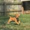 Phiebe Greek Pawsquad