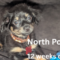 North Pole Society